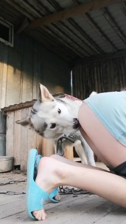 an white girl fucked by a dog